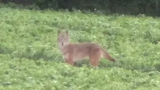 Sunset Coyote Down - Big ol reddish colored male to make #55 on year!