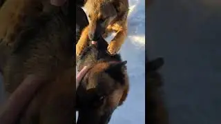 овчарки дворовые