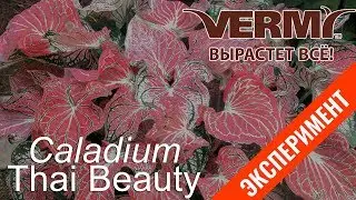Caladium Thai Beauty (14 дней в Вермигрунте)
