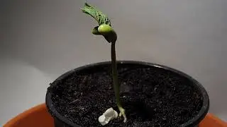 Proses Kacang berkecambah