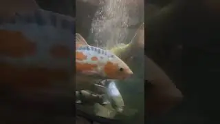our koi fish #koi #koifish #koipond