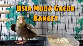 PARKIT AUSTRALIA USIA MUDA GACOR | FALK COCKATIEL