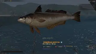 Fisher Online : Мадейра, Мерлуза