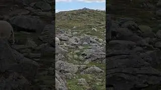 овцы в Норвегии