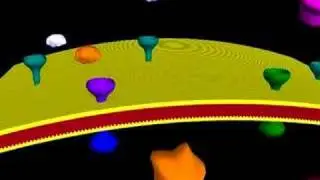 Signal Transduction