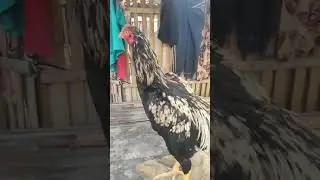 si jalak muda bergaya#shorts #ayam #chickentypes