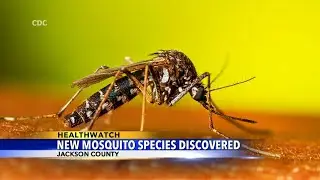 New species of mosquito found in Jackson County