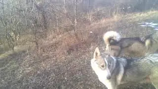видео из архива