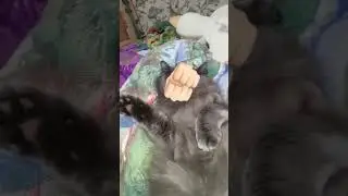ня ицинися ня аригато)