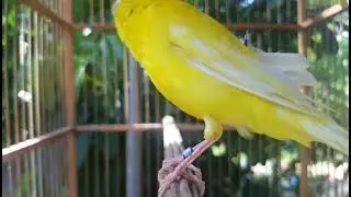 Kompilasi Kenari Gacor | Putar Sekali langsung bikin emosi yang lain #canary #kenari #kenarigacor