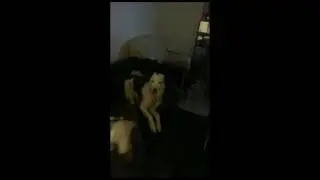 Lolita2