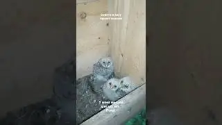Птенцы длиннохвостой неясыти в гнездовом ящике просят есть. Нижний Новгород.