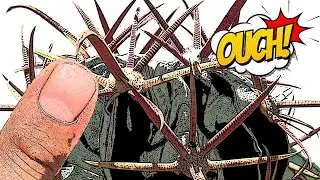 ¡Cuidado con el Ferocactus! 😱