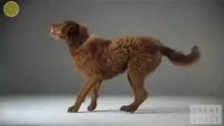 Extreme dog tricks & IMPOSSIBLE CHALLENGE !!!