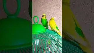 Милка Лунтик Добрый вечер