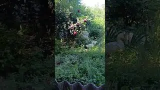 ЛАПЫ НАВОСТРИЛИ И БЕГОМ