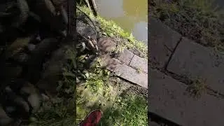 Популяция линя в пруду