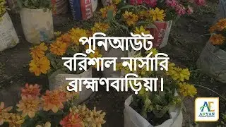 #পুনিআউট_বরিশাল_নার্সারি,#ব্রাহ্মণবাড়িয়া।