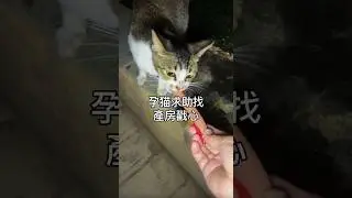 孕貓深夜求助，女子伸援手找產房溫暖！#cat #cats #catlover