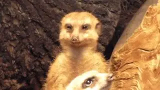 This Meerkat Trying Hard Not To Fall Asleep   HILARIOUS!!