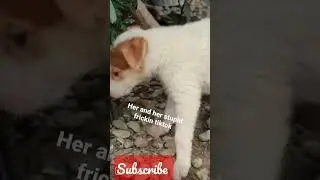 Go away Lady ! #short #youtubeshorts #pets #animals #petlover #shorts #pet #dogs #doglover #animal