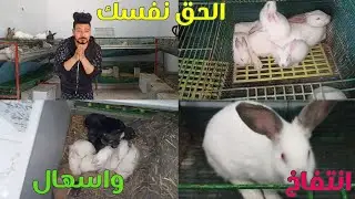 الارانب جالها انتفاخ واسهال وأنت السبب فى كده