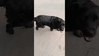 Labrador with furs like a Retriever