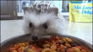 Hedgehog Eating