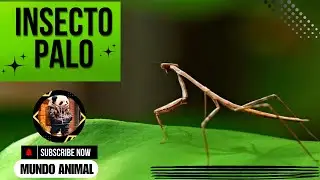 ¡Los Maestros del Camuflaje! Insectos Palo que Desafían la Naturaleza
