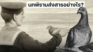 นกพิราบส่งสารอย่างไร ? (Pigeon)