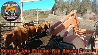 Sorting Cattle: