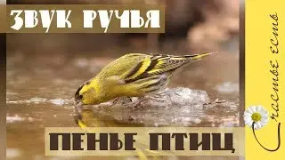 The sound of the stream and the birds singing. Sound of nature. Relaxation. Happiness is.