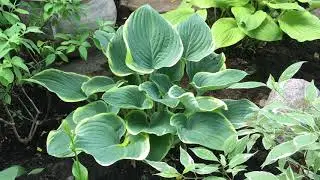 Hosta Garden Tour: Hosta, hosta, hostas highlighted.