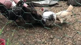 Chicken 🐔 feed 