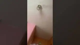 Я і тімоша проти бізона
