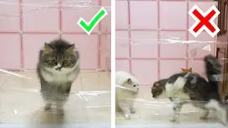 Cats vs Tape Wall