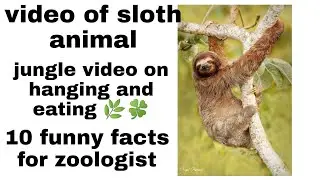Sloth animal vedio # Facts for zoologist