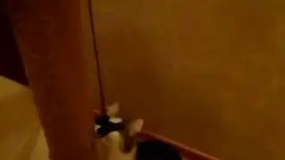 Просто моя кошка + крутой трек