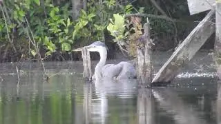 Great Blue Heron fledged, in water pt 1