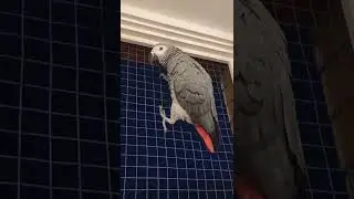 Попугай Гоша