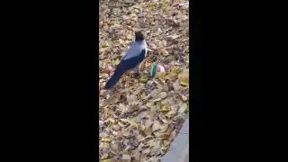 Ворона играет с мячом