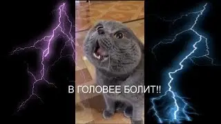 Кот говорит: 