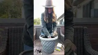 How to Plant Daffodils in Pots  #containergardening