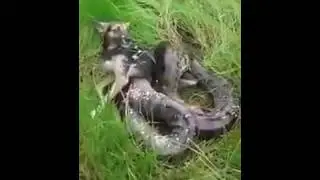 Человек спасает собаку от удава