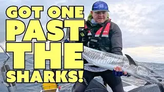 I Managed to Get One Past the Sharks!