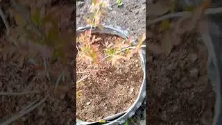 Сад после майских морозов.