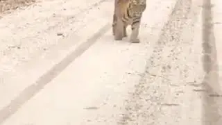 Амурские тигрята