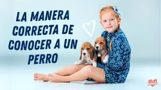 COMO ACERCARSE A UN PERRO CON RESPETO