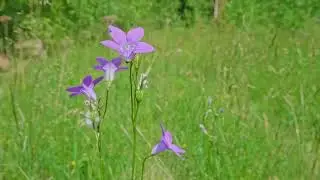 Ранковий блюз