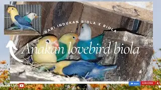 Anakan lovebird biola dari indukan biola x biola